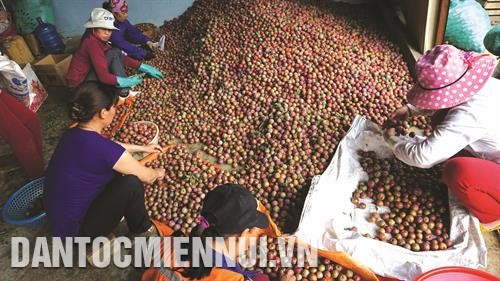 木州县新立乡农民在包装运往各地销售时对李子进行分类。