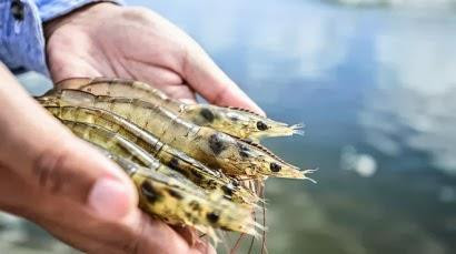 附图。图自互联网 附图。图自互联网