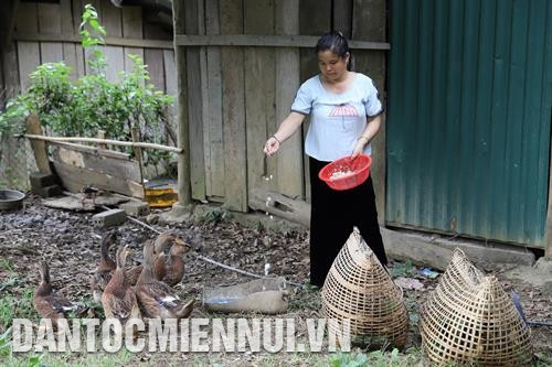 南润县莽族人受农作物和畜禽种苗援助，逐步改变耕作协管。图:安成达