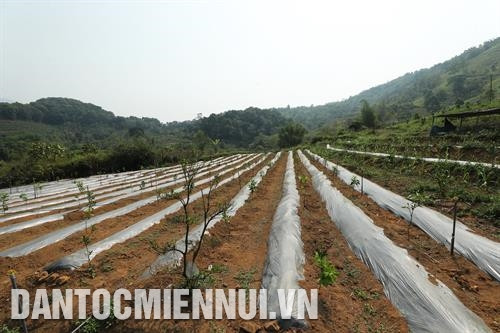 彡门乡彡门村傣族人为文红接受30a计划的水牛，这就是帮助他一家摆脱贫困的“钓鱼竿”。记者黄河 摄 彡门乡彡门村傣族人为文红接受30a计划的水牛，这就是帮助他一家摆脱贫困的“钓鱼竿”。记者黄河 摄 青安综合合作社巴科技应用于特产水稻生产，旨在提高产品质量，提高会员的收入。记者 黄河 摄