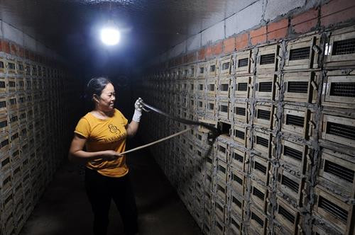 永山乡养蛇户超过800家,占该乡的近60%。图自互联网 永山乡养蛇户超过800家,占该乡的近60%。图自互联网