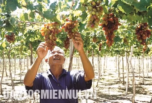 宁海县特别注重少数民族同胞教育工作，特别是少数民族语言和文字教学工作。记者 功暑 摄 永海乡民族同胞种植新葡萄品种NH 01-152。 记者 功暑 摄 春海乡家畜养殖是一大经济优势。 记者 功暑 摄 永海乡少数民族同胞能用上安全水。记者 功暑 摄