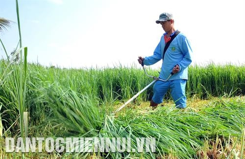 朔庄省美川县参顿乡高棉族农户的奶牛食品草田。记者 福青 摄 朔庄省美川县参顿乡高棉族农户的奶牛食品草田。记者 福青 摄