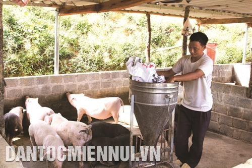 为了帮助该省境内少数民族同胞摆脱贫困，该省已开展瘦肉猪养殖模式，但仍确保环境卫生。
