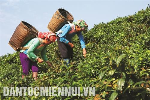 茶树给当地数千户少数民族同胞家庭带来稳定收入，为该省多乡实现扶贫济困、新农村建设工作作出积极贡献。