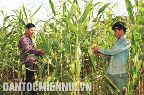 许多高产、优质、经济效益高的玉米品种在该省投入种植。