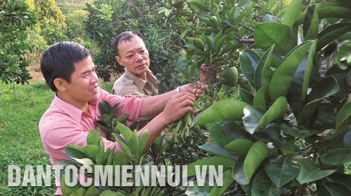 莱州市农业干部向少数民族同胞引导果树栽培技术。