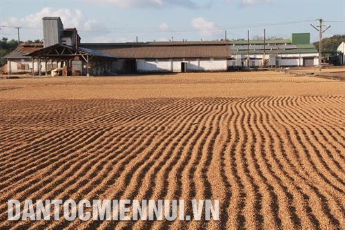 加工前晒咖啡的环节。记者 范强 摄
