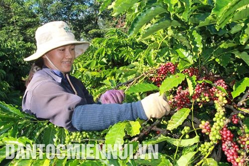 正使用地理标志的胜利咖啡公司工人在采收咖啡。记者 范强 摄