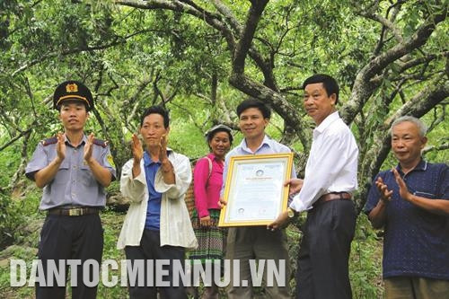木州农场镇帕肯一号小区李子生产组获颁越南 良好农业规范（VietGAP）证书。