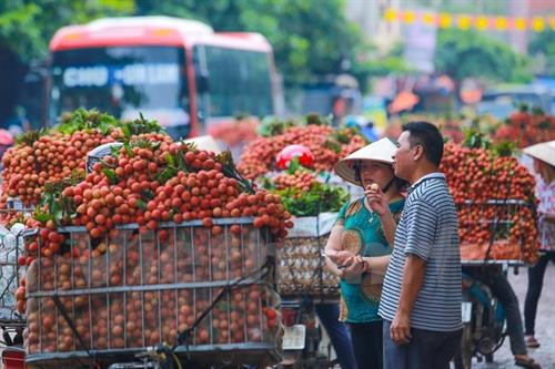 北江省荔枝。（图片来源：越通社）
