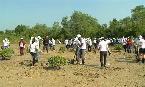 资料图：胡志明市通过海滨植树造林来应对气候变化。（图片来源于互联网）