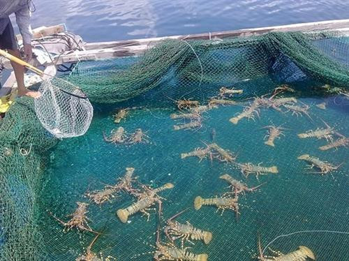 附图：前江省力争2018年海水产品产量增长接近19% 。（图片来源于互联网）