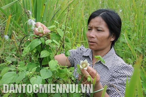 芒里乡普塔村村民伊赫朗是靠种植人参脱贫的少数农户之一。记者 文芳 摄