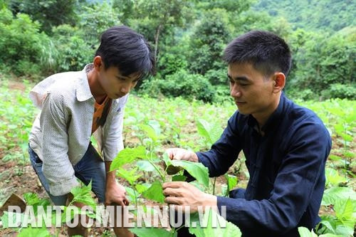 弘治乡多名青年已向侬文焕学习种桑养蚕职业。记者 记者 安成达 摄