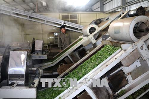 黄龙茶叶出口加工厂占地面积4500平米。（图片来源：越通社）