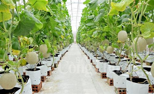 附图。图自互联网 附图。图自互联网