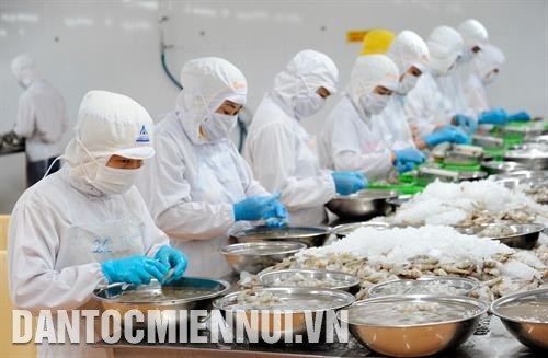 金瓯市金瓯水产品加工和进出口股份公司出口虾加工流程。图：福青