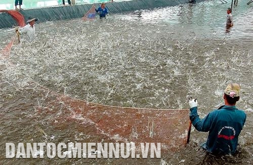 丐诺县和美乡超集约化虾养殖户大获丰收。图：福青