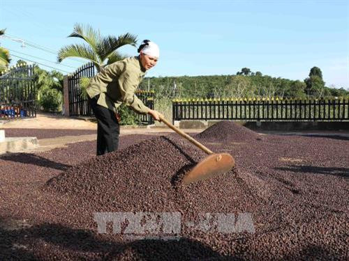 咖啡是西原地区出口的主要商品之一。（图片来源：越通社）
