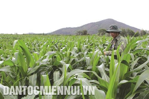 除了为实施移民计划的家庭提供直接帮助，得乐省还有效落实有关住地和生产用地等的项目计划，协助同胞们放心发展生产。