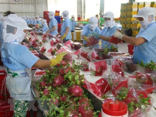 越南火龙果加工出口。图自越通社