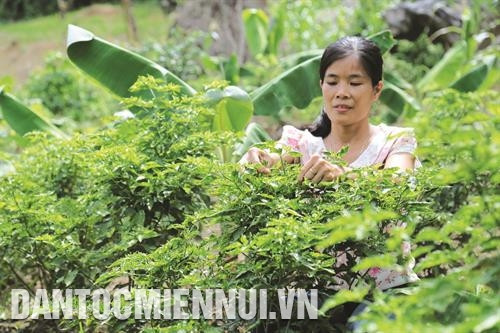 目前东江县辣椒种植面积达5.2公顷，产量达4.2吨，收入达11亿越盾。记者 南霜 摄