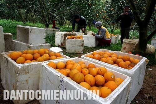 高峰橙子品牌已逐步站稳脚跟。给当地居民带来较高经济效益。记者 安成达 摄。