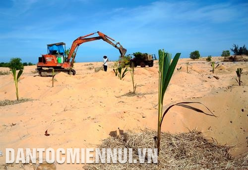 北平县和胜乡沙土上种植椰子。记者 安孝 摄