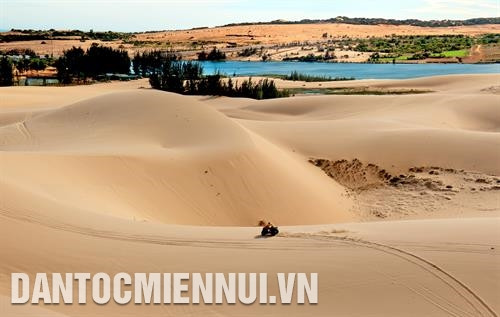 北平县和胜乡沙土上种植椰子有助于充分利用当地地理位置、景观和旅游资源的优势。记者 安孝 摄