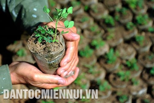 北平县和胜乡黎红峰防护林管理委员会树苗园的树苗生长良好。记者 安孝 摄