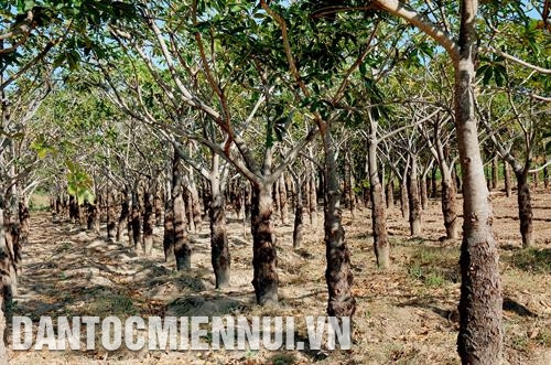 绥丰县干旱土地上种植的数百公顷香苹婆树，已帮助占族同胞脱贫，提升收入，年均收入达2000万道3000万越盾/公顷。