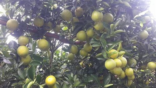 同塔省来翁县蜜橘春节正当采摘时。（图片来源： http://nguoimientay.mekash.com）