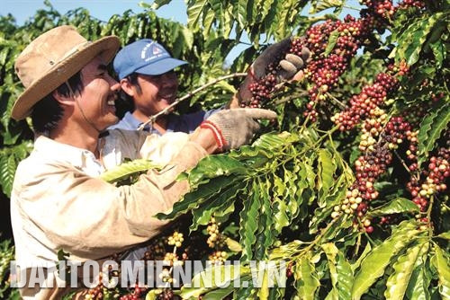 咖啡树是嘉莱省选择开展万亩示范片的5各经济作物之一。