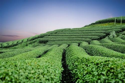 山萝省茶农庄。图自越通社