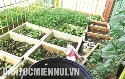 对DK1高脚屋上的战士们来说，在茫茫大海上各泡沫箱里发芽的蔬菜就是陆地之情的神圣形象。