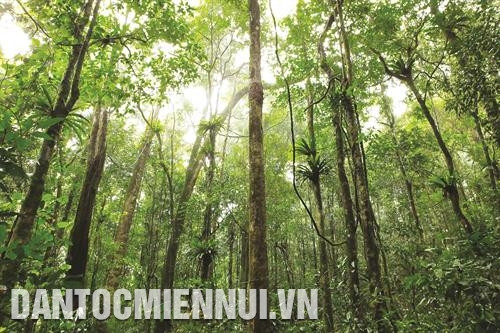 层层叠叠的植物被是各种动物生长的良好条件。 层层叠叠的植物被是各种动物生长的良好条件。