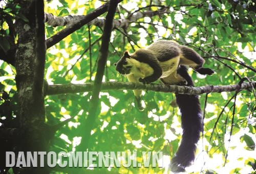 在塔董自然保护区生活的巨松鼠。 在塔董自然保护区生活的巨松鼠。
