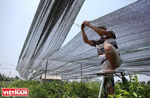 夏天为柠檬树张网降温。（图片来源：越南画报）