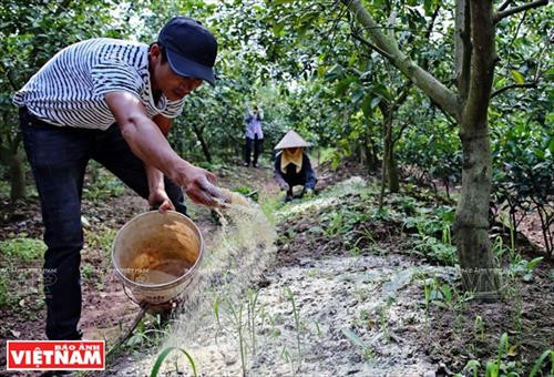 下种25-30天后，施放100克大豆粉，加强柠檬抗病虫害力。（图片来源：越南画报）