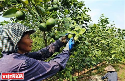 当地剩余劳动力和体弱者可以做除草摘果等轻活，每天工钱13万盾。（图片来源：越通社）