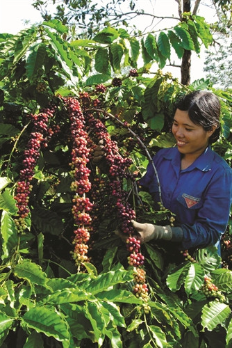 目前，大部分埃地族同胞转为种植橡胶、胡椒和咖啡。