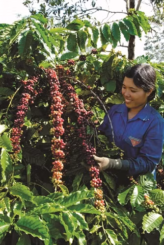 目前，大部分埃地族同胞转为种植橡胶、胡椒和咖啡。
