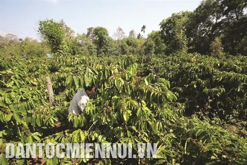 为实现得农省关于复种植咖啡的主张，得沙县的咖啡种植面积的产量和质量不断得到提升。 图：安成达 目前，除了养殖牛和羊以外，得沙县同胞们还开始养殖鹿、野猪等，带来了较高的经济效益 。图：安成达