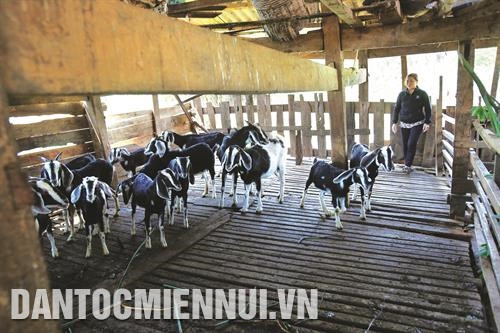 得农省得明县得沙乡居民阮文造的养羊模式，每年平均收入达到数十亿越盾。. 图：安成达