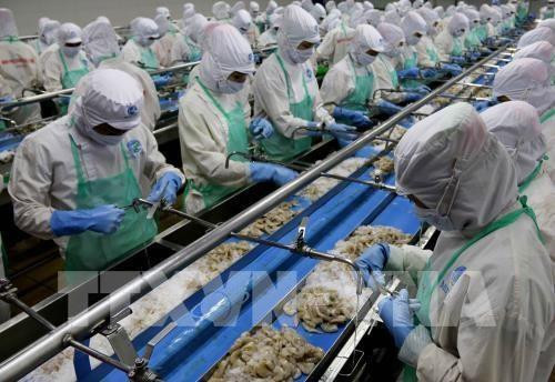 加工虾类。（图片来源：越通社）