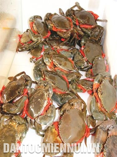 金瓯省南根螃蟹产品都贴有防伪标签。记者 金协 摄