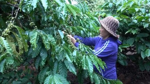 资料图：打造越南高品质咖啡品牌是一项重要举措。越通社记者 陈忠 摄