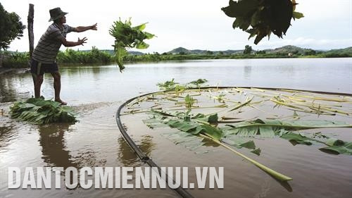 阿云夏乡波雷克得村伤残军人范文泰凭借水产养殖致富。越通社记者 安成达 摄