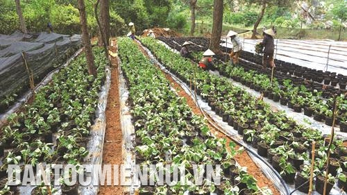 草莓适合种植在疏松、肥沃、透水、通气性良好有机质含量高、湿度良好的土壤。记者 安成达 摄